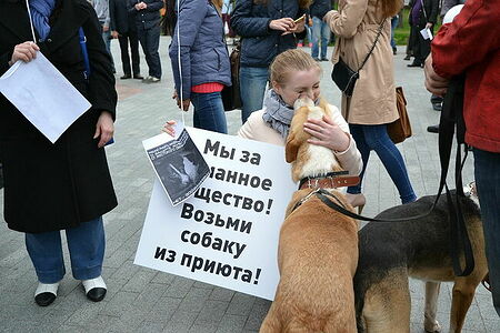 Action in support of shelters for homeless animals