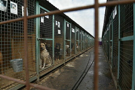 Shelter for homeless animals