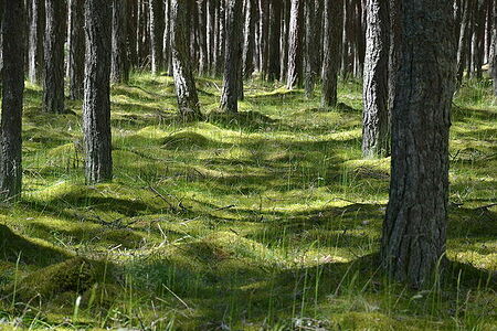 Dancing forest, Kaliningrad region