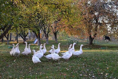 Domestic geese