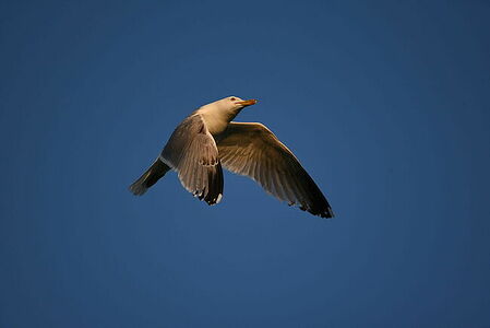 Herring gull | Larus argentatus