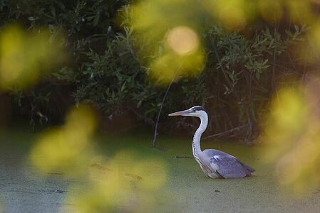 Gray heron | Ardea cinerea
