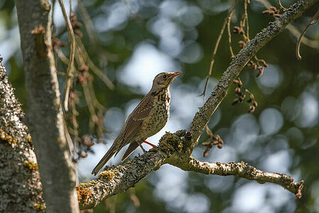Mistle Thrush | Turdus viscivorus