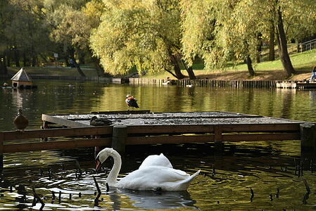 Mute swan | Cygnus olor