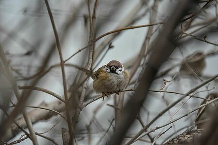 Tree sparrow | Passer montanus