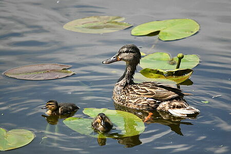 Mallard | Anas platyrhynchos