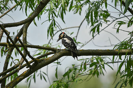 Great spotted woodpecker | Dendrocopos major