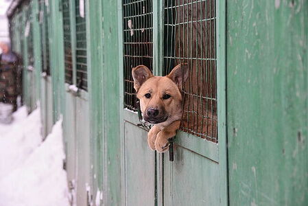 Dog in an animal shelter