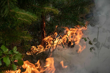 A peat fire readily spreads to the trees and turns into a forest fire. The flame climbs the trunks of young pines, firs, birches and creeps higher and further
