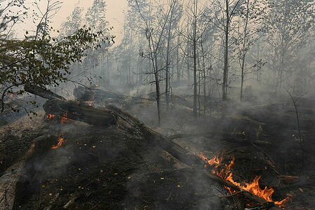 National parks are gradually burning out. Fire creeps along the ground and leaves behind only the ghostly silhouettes of dead trees