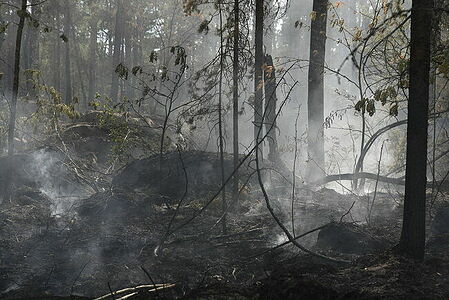 Silhouettes of burnt trees in smoke