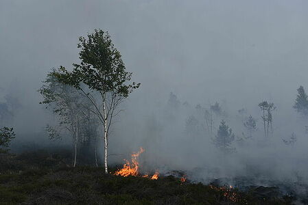 Peat fire