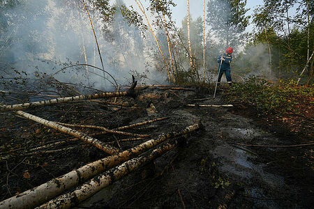 To break through to peat bogs, firefighters have to cut through the fallen trees and pour tons of water into the smoking peat to prevent the fire from spreading