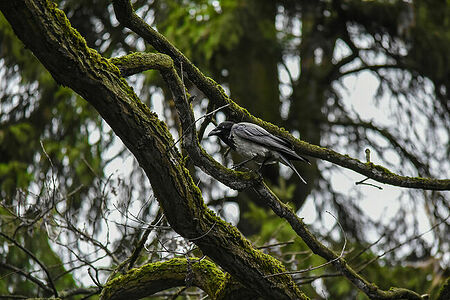 Hooded crow | Corvus cornix