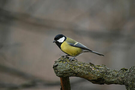 Great Tit | Parus major