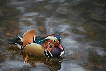 Mandarin duck | Aix galericulata