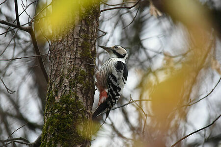 White-backed Woodpecker | Dendrocopos leucotos