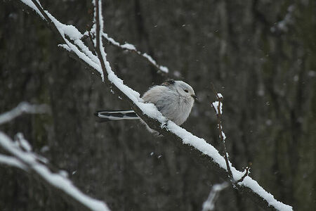 Long-tailed tit | Aegithalos caudatus