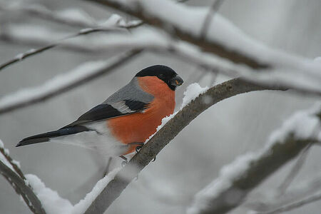 Bullfinch | Pyrrhula pyrrhula