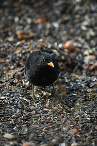 Blackbird | Turdus merula