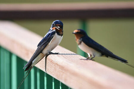 Barn swallow | Hirundo rustica