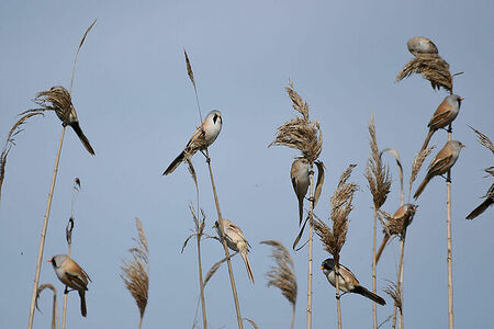 Bearded reedling | Panurus biarmicus
