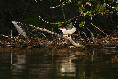 Night heron | Nycticorax nycticorax