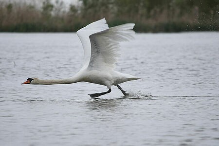 Mute swan | Cygnus olor