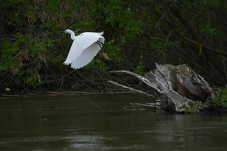 Little egret | Egretta garzetta