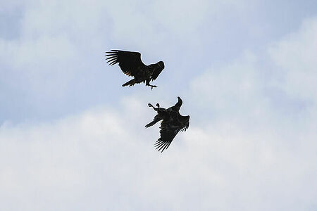 White-tailed eagle | Haliaeetus albicilla