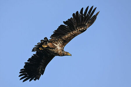 White-tailed eagle | Haliaeetus albicilla