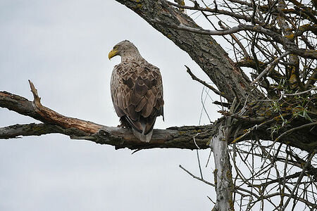 White-tailed eagle | Haliaeetus albicilla