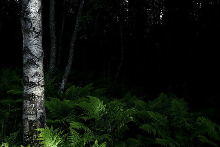 Forest where the remains of forced labor camp prisoners are still found, Solovki