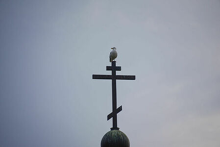Gull