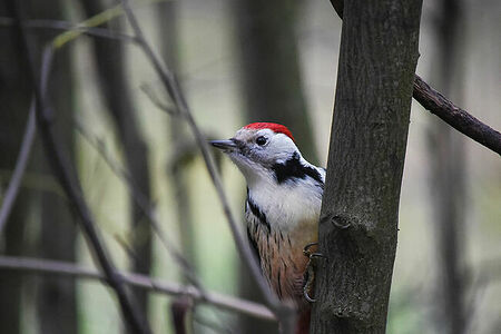 Middle spotted woodpecker | Leiopicus medius