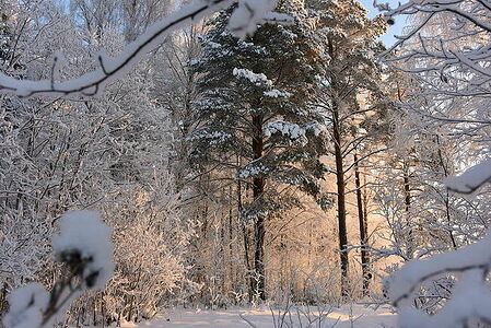 Arkhangelsk region