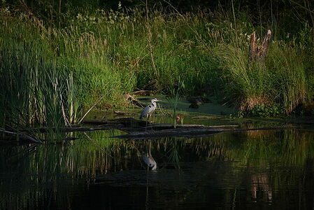 Grey heron | Ardea cinerea