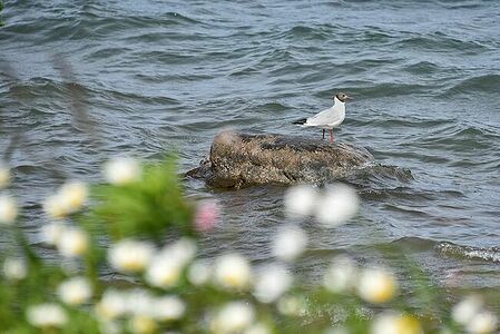 Black-headed gull | Chroicocephalus ridibundus