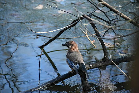 Jay | Garrulus glandarius