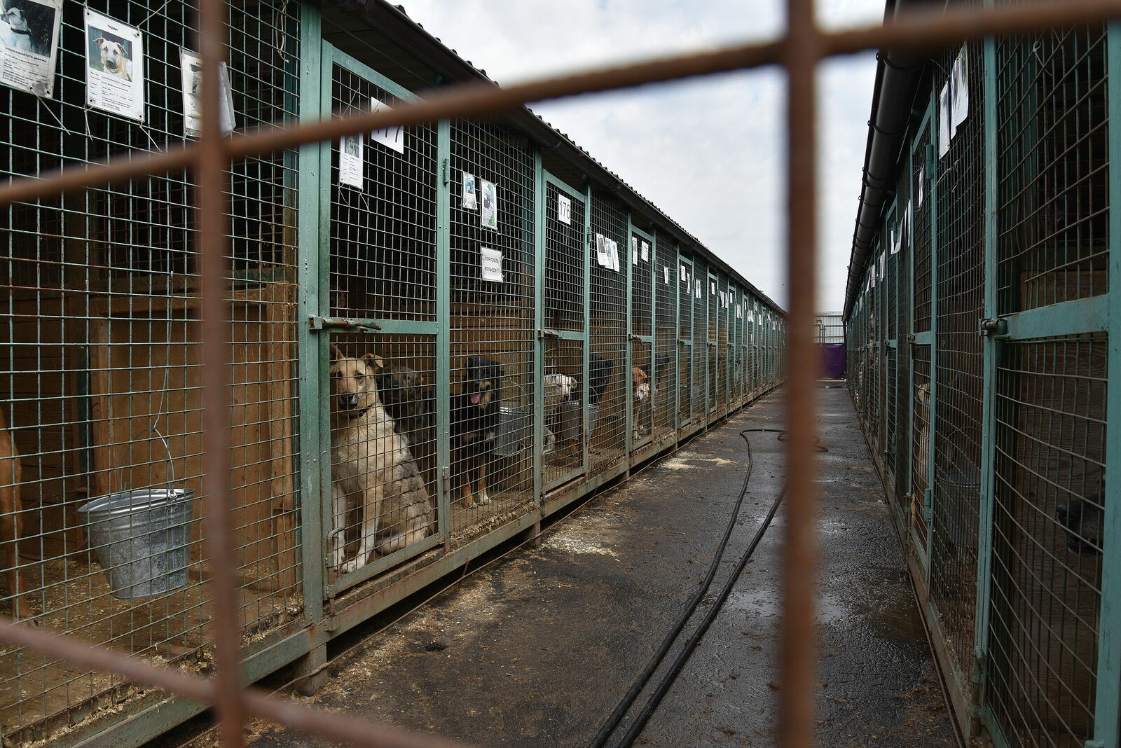 Photojournalist Anastasia Tsitsinova. Reportage. Untitled Shelter for homeless animals