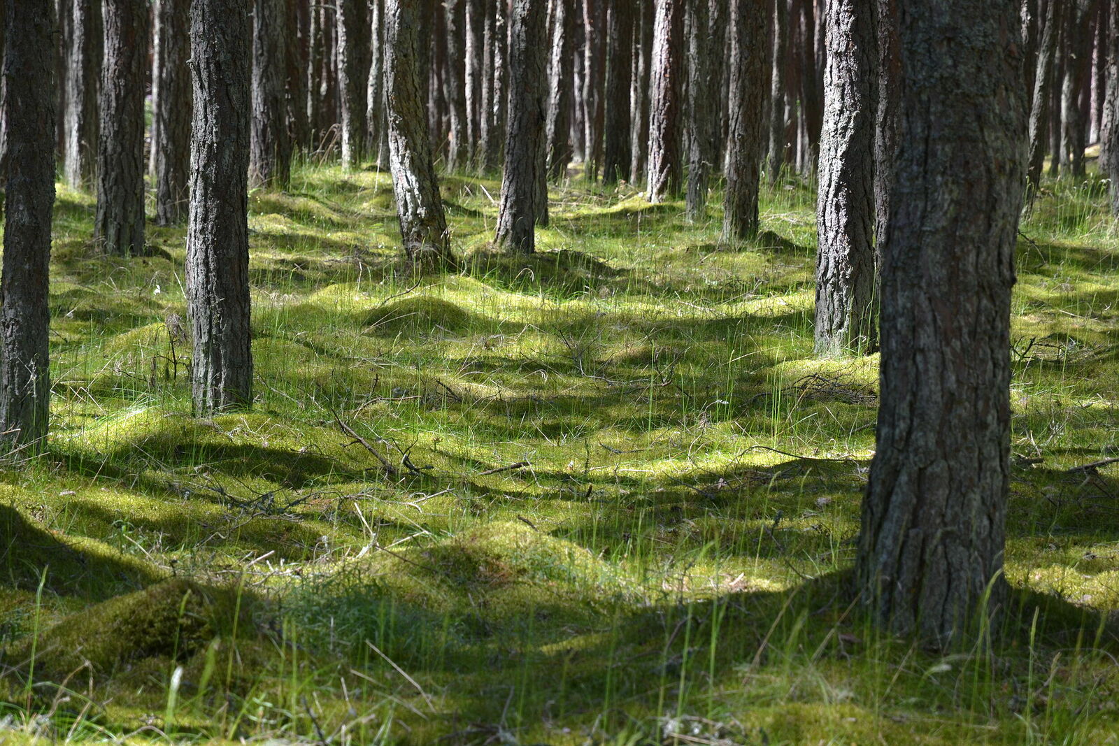 Photojournalist Anastasia Tsitsinova. Landscapes. Untitled Dancing forest, Kaliningrad region