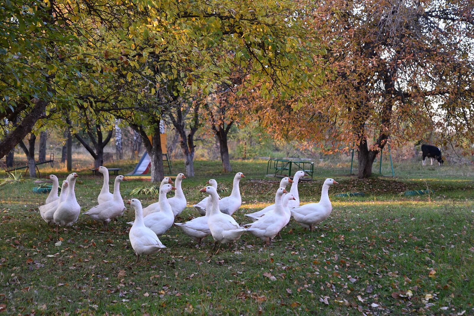 Photojournalist Anastasia Tsitsinova. Birds. Untitled Domestic geese