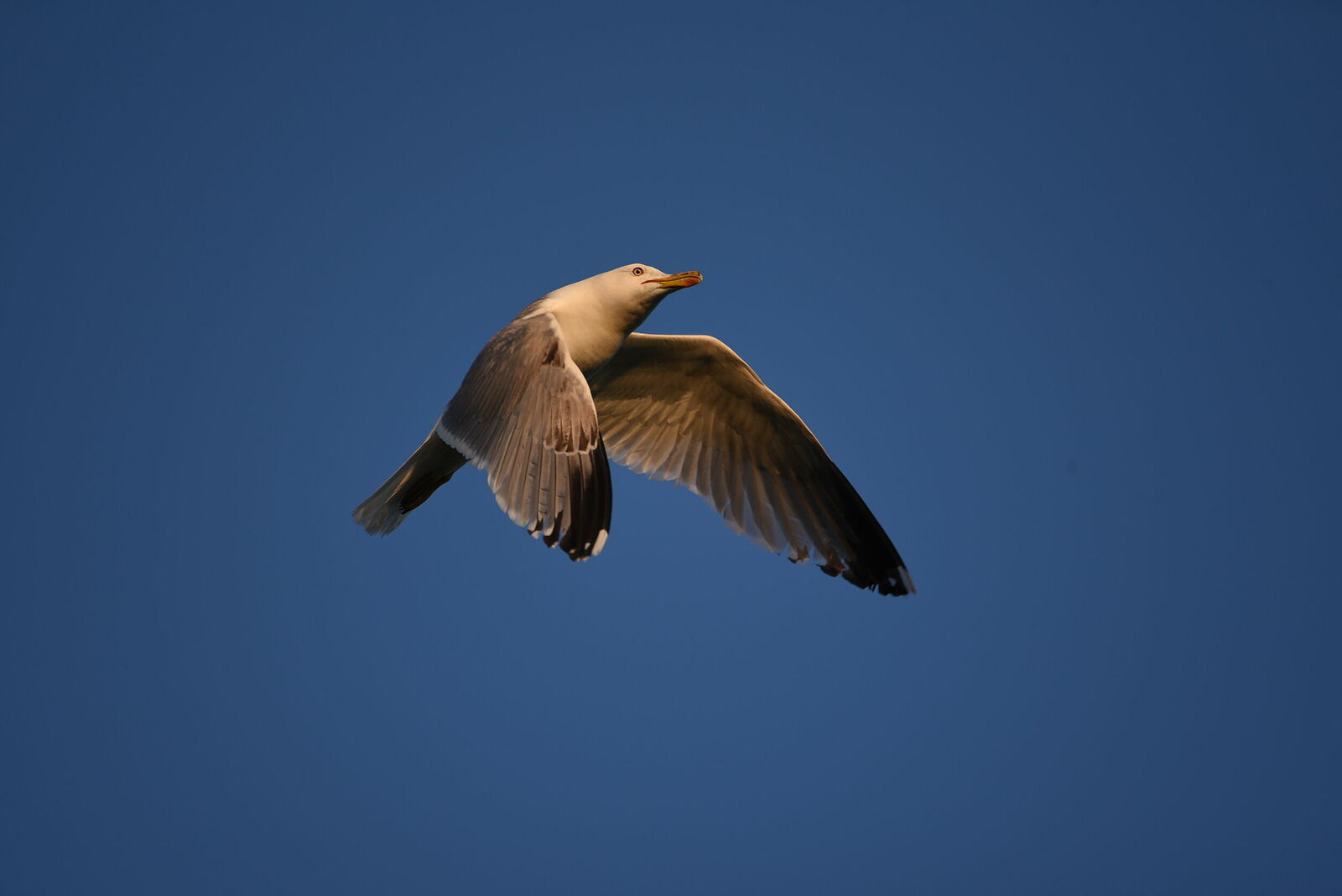 Photojournalist Anastasia Tsitsinova. Birds. Untitled Herring gull | Larus argentatus