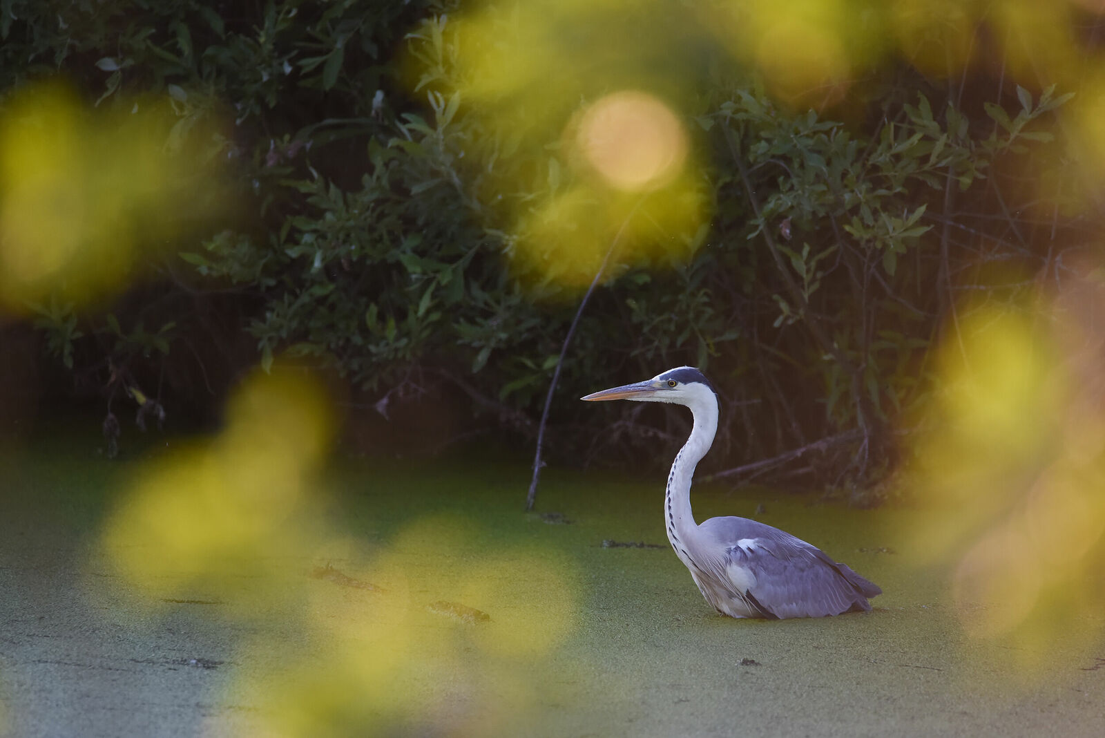 Photojournalist Anastasia Tsitsinova. Birds. Untitled Gray heron | Ardea cinerea