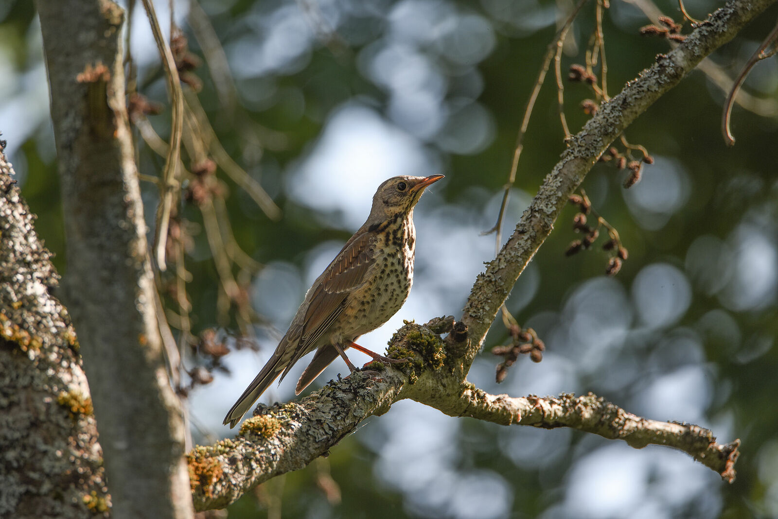 Photojournalist Anastasia Tsitsinova. Birds. Untitled Mistle Thrush | Turdus viscivorus