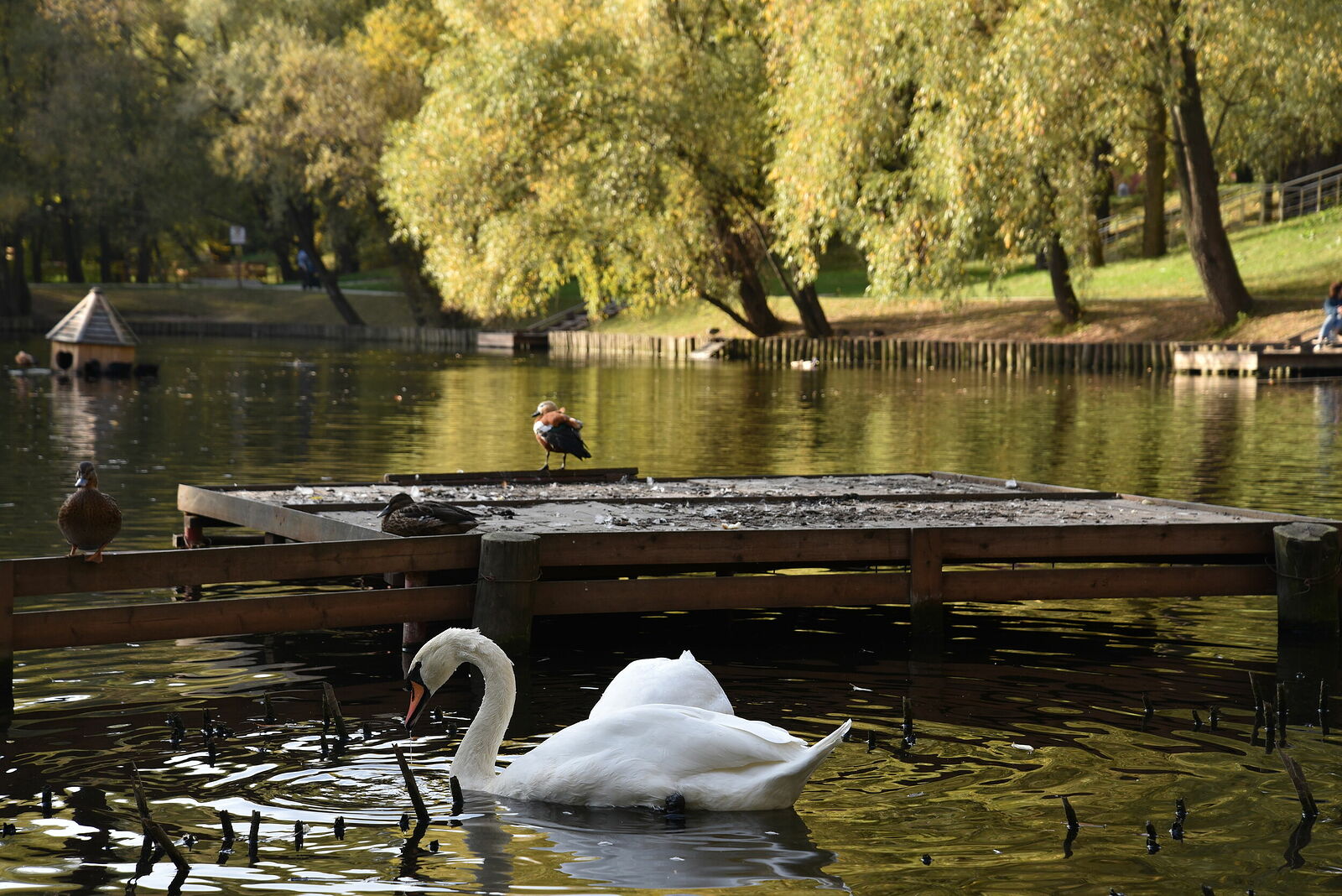 Photojournalist Anastasia Tsitsinova. Birds. Untitled Mute swan | Cygnus olor