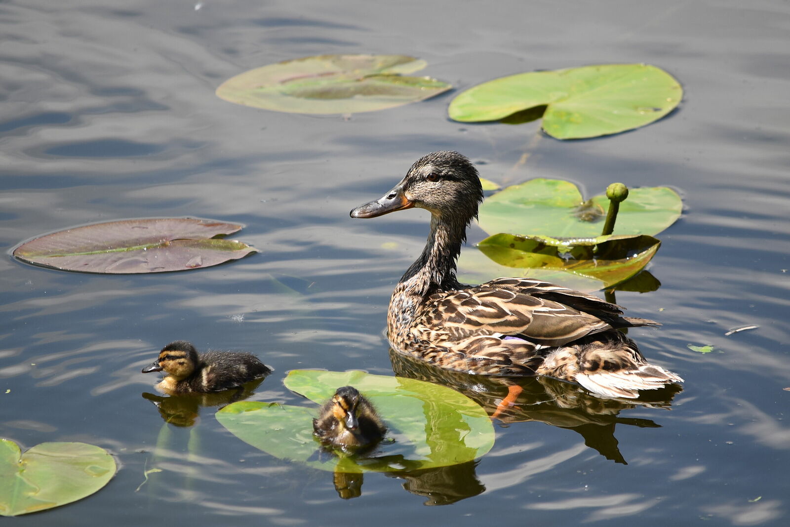 Photojournalist Anastasia Tsitsinova. Birds. Untitled Mallard | Anas platyrhynchos