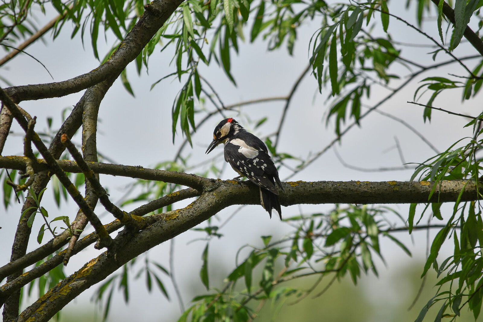 Photojournalist Anastasia Tsitsinova. Birds. Untitled Great spotted woodpecker | Dendrocopos major