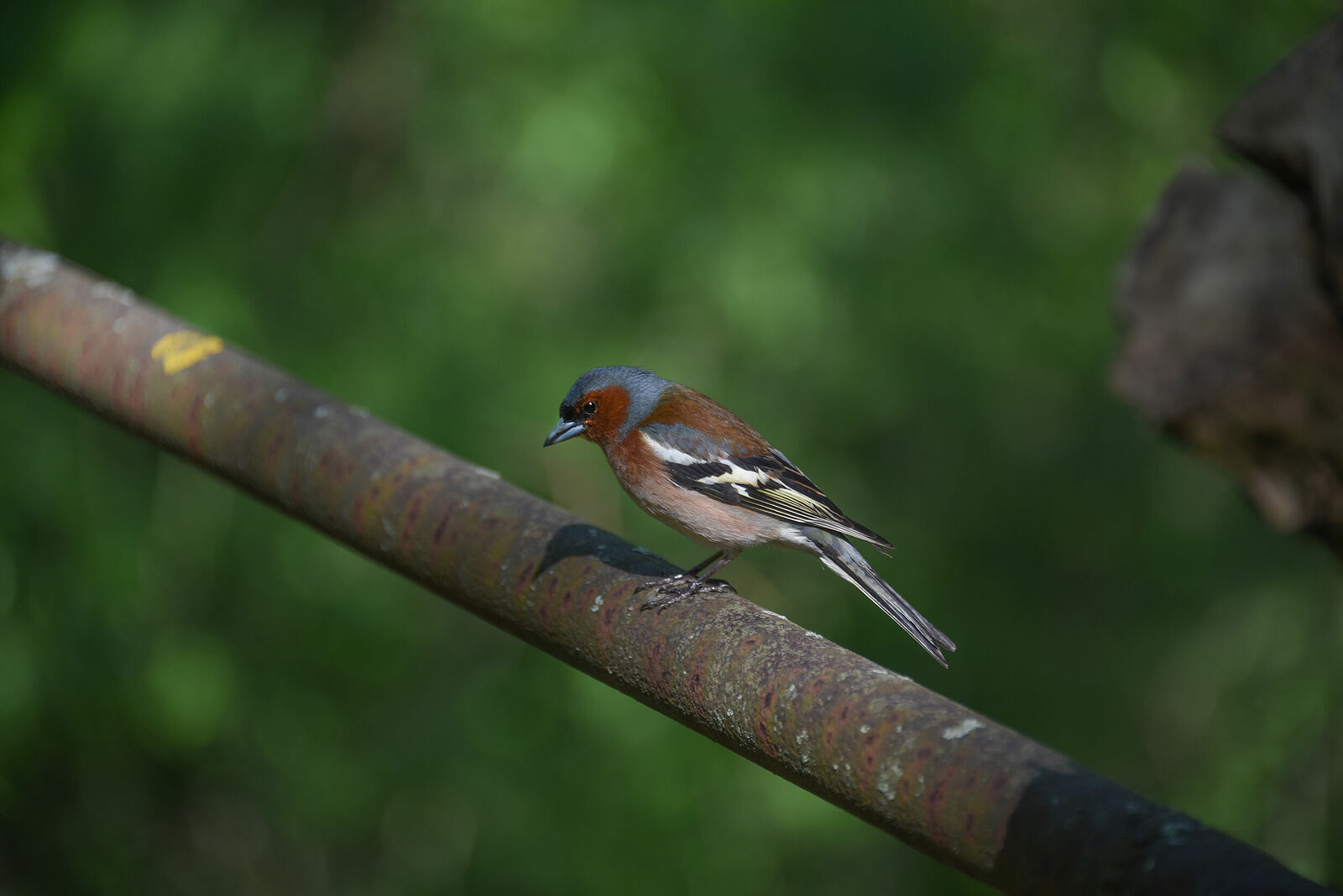 Photojournalist Anastasia Tsitsinova. Birds. Untitled Finch | Fringílla coélebs