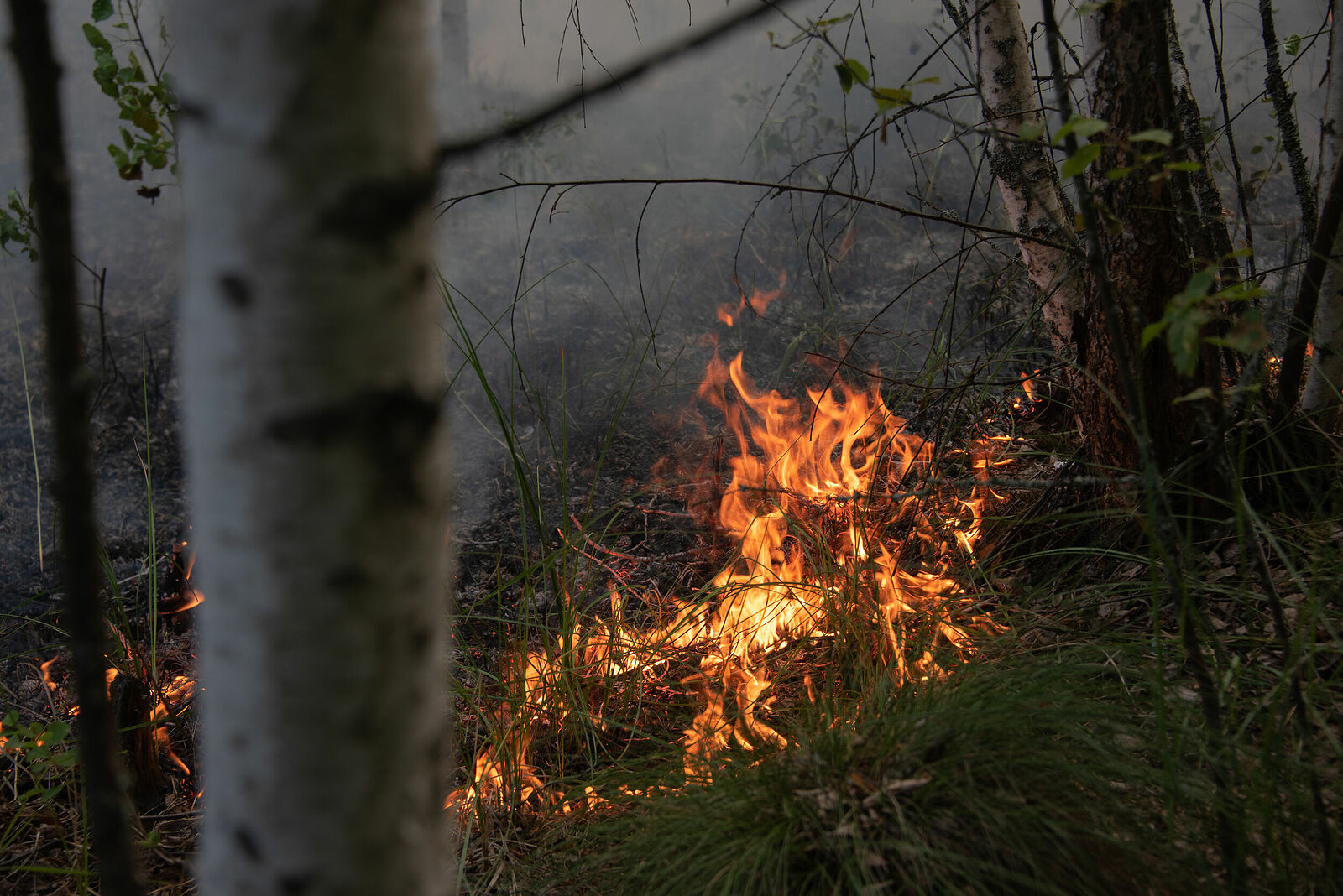 Photojournalist Anastasia Tsitsinova. Volunteer firefighters. Untitled The fire spreads through the grass and captures huge areas